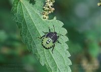 Insekten-Wanze-20101001-39.jpg