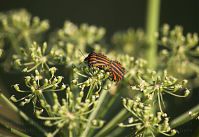 Insekten-Wanze-20110705-35.jpg