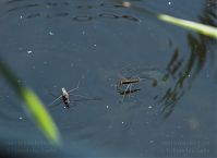 Insekten-Wasserlaeufer20110706-43.jpg