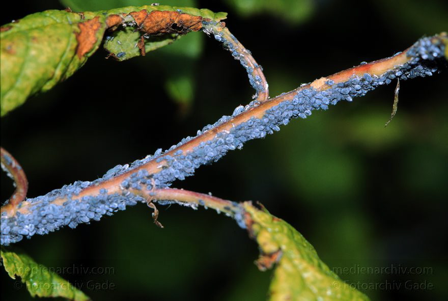 Niedersachen bei Hemmoor. Blattläuse an einem Zweig
Mai 1999. Niedersachen. bei Hemmoor. Blattläuse an einem Zweig. Fauna Tiere Insekten
Schlüsselwörter: Deutschland;Fauna;Insekten;Niedersachsen;Parasiten;1999;Blattläuse;Tiere