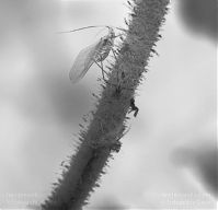 Insekten-Blattlaus-197x-10.jpg