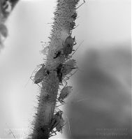 Insekten-Blattlaus-197x-11.jpg