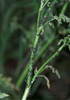 Insekten-Blattlaus-20050522-30.jpg