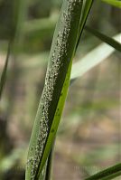 Dateiname=Insekten-Blattlaus-20080607-207.jpg
Dateigröße=116KB
Abmessungen: 591x880
hinzugefügt am: 06. Januar 2016 Insekten-Blattlaus-20080607-207.jpg