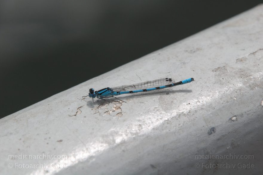 Mecklenburg-Vorpommern. Feldberger Seengebiet. Carwitz.
24. 6. 2006. Mecklenburg-Vorpommern. Feldberger Seengebiet. Carwitz. Dreetzsee. Fauna. Tiere. Fluginsekten. Libellen.(Odonata)
Schlüsselwörter: Carwitz;Fauna;Feldberger Seengebiet;Fluginsekten;Insecta;Insekten;Libellen;Mecklenburg-Vorpommern;Odonata;2006;Tiere