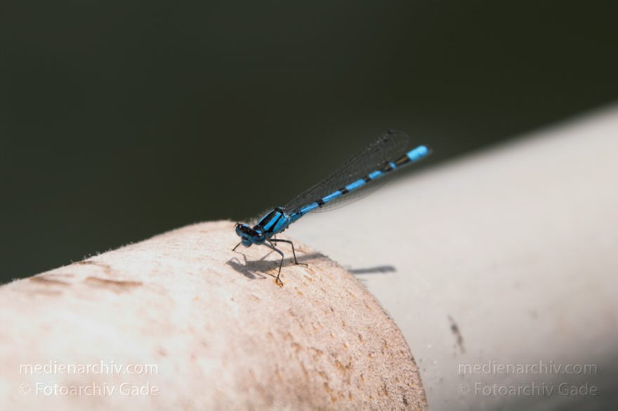 Mecklenburg-Vorpommern. Feldberger Seengebiet. Carwitz.
24. 6. 2006. Mecklenburg-Vorpommern. Feldberger Seengebiet. Carwitz. Dreetzsee. Fauna. Tiere. Fluginsekten. Libellen.(Odonata)
Schlüsselwörter: Carwitz;Fauna;Feldberger Seengebiet;Fluginsekten;Insecta;Insekten;Libellen;Mecklenburg-Vorpommern;Odonata;2006;Tiere