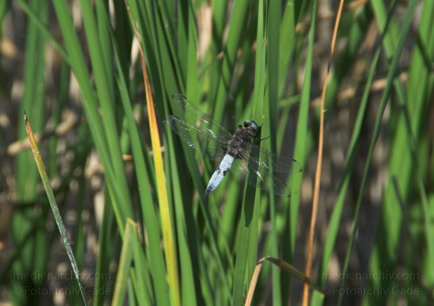 Mecklenburg-Vorpommern. Feldberger Seenlandschaft. Carwitz.
8. Juni 2008. Mecklenburg-Vorpommern. Feldberger Seenlandschaft. Carwitz. Fauna. Tiere. Insekten. Libellen.
Schlüsselwörter: Carwitz;Fauna;Feldberger Seenlandschaft;Insekten;Libellen;Mecklenburg-Vorpommern;2008;Tiere