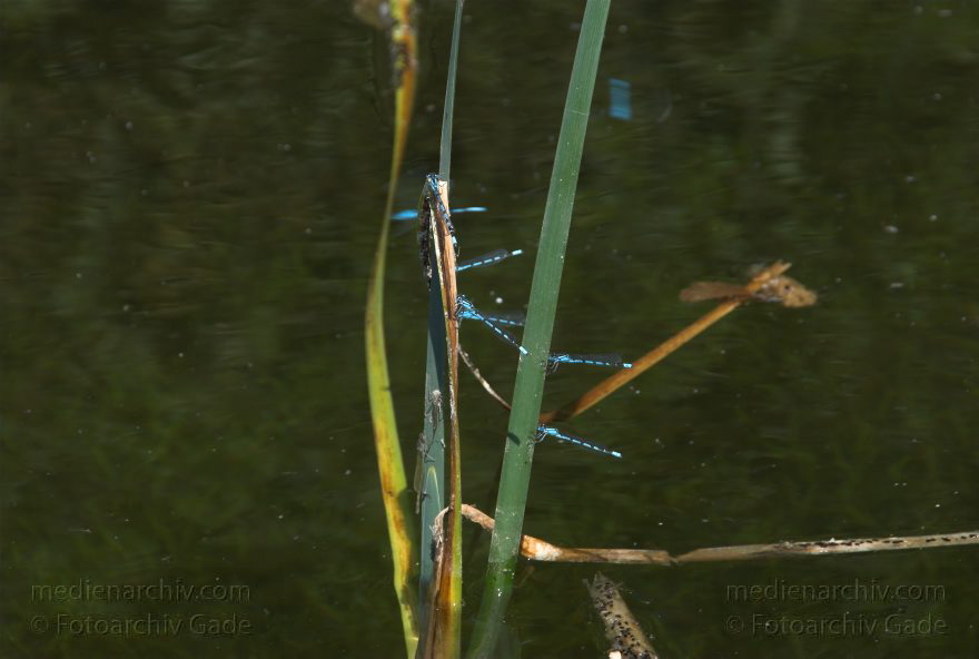 Mecklenburg-Vorpommern. Feldberger Seenlandschaft. Carwitz.
9. Juni 2008. Mecklenburg-Vorpommern. Feldberger Seenlandschaft. Carwitz. Fauna. Tiere. Insekten. Libellen.
Schlüsselwörter: Carwitz;Fauna;Feldberger Seenlandschaft;Insekten;Libellen;Mecklenburg-Vorpommern;2008;Tiere