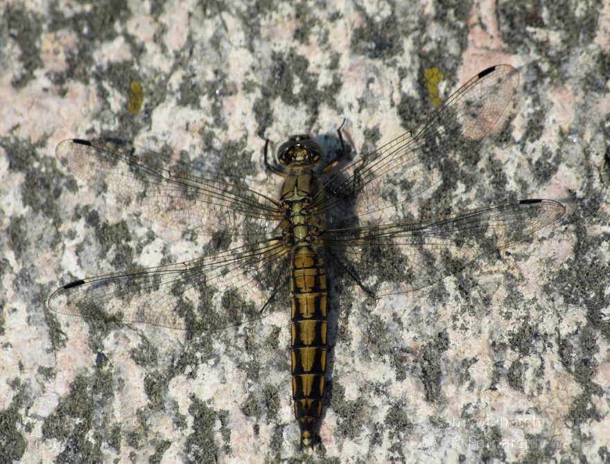 Insekten. Libellen Mecklenburg-Vorpommern. Feldberger Seenlandschaft. Carwitz. Vogel. Vögel.
1. 7. 2010. Mecklenburg-Vorpommern. Feldberger Seenlandschaft. Carwitz. Fauna. Tiere. Insekten. Libellen
Schlüsselwörter: Carwitz;Fauna;Feldberger Seenlandschaft;Insekten;Libellen;Mecklenburg-Vorpommern;2010;Tiere