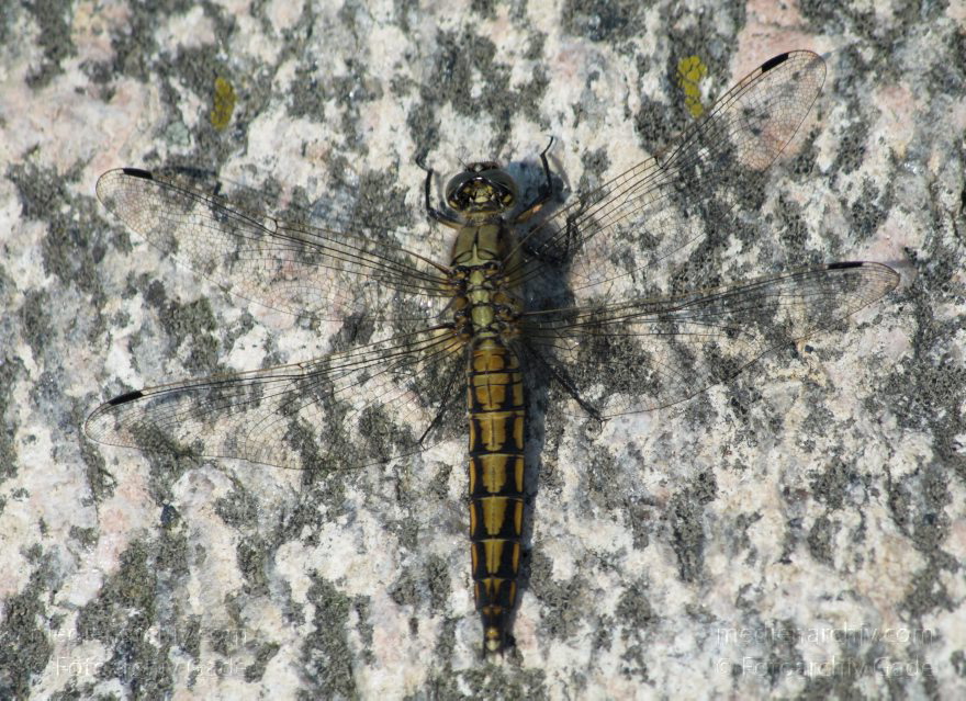 Insekten. Libellen Mecklenburg-Vorpommern. Feldberger Seenlandschaft. Carwitz. Vogel. Vögel.
1. 7. 2010. Mecklenburg-Vorpommern. Feldberger Seenlandschaft. Carwitz. Fauna. Tiere. Insekten. Libellen
Schlüsselwörter: Carwitz;Fauna;Feldberger Seenlandschaft;Insekten;Libellen;Mecklenburg-Vorpommern;2010;Tiere