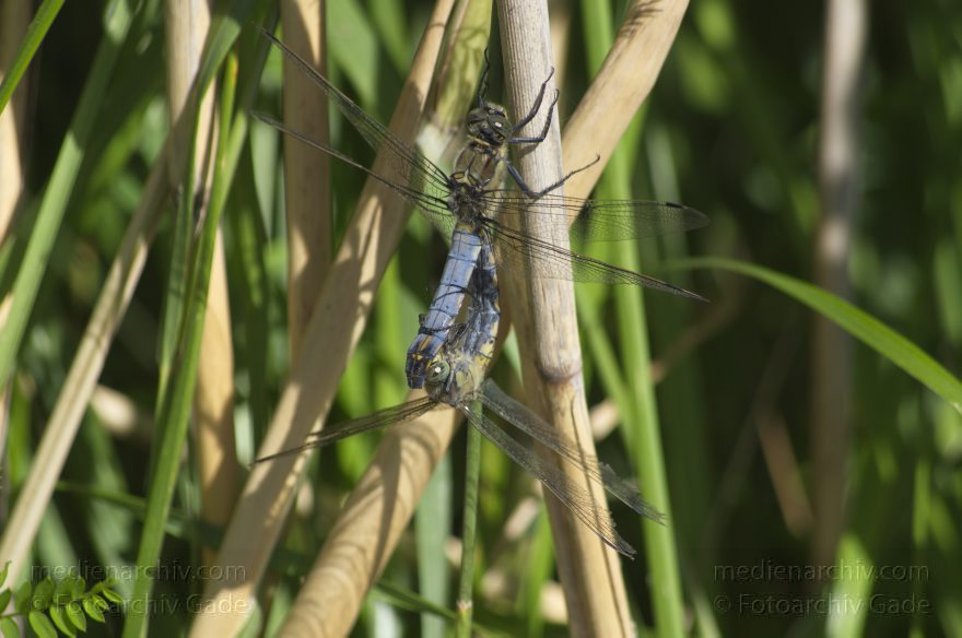 Brandenburg. Linum. Libellen (Odonata) bei der Paarung
6. 7. 2013. Brandenburg. Linum. Fauna. Tiere. Libellen (Odonata) bei der Paarung am Schilfhalm. Natur
Schlüsselwörter: Brandenburg;Fauna;Gras;Insekten;Libellen;Linum;Paarung;Schilf;Schilfhalm;2013;Tiere