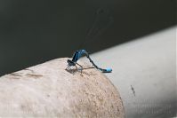 Dateiname=Insekten-Libelle-20060624-22.jpg
Dateigröße=90KB
Abmessungen: 880x586
hinzugefügt am: 06. Januar 2016 Insekten-Libelle-20060624-22.jpg