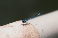 Dateiname=Insekten-Libelle-20060624-23.jpg
Dateigröße=77KB
Abmessungen: 880x586
hinzugefügt am: 06. Januar 2016 Insekten-Libelle-20060624-23.jpg