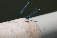 Dateiname=Insekten-Libelle-20060624-24.jpg
Dateigröße=89KB
Abmessungen: 880x586
hinzugefügt am: 06. Januar 2016 Insekten-Libelle-20060624-24.jpg