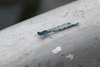 Dateiname=Insekten-Libelle-20060624-26.jpg
Dateigröße=120KB
Abmessungen: 880x586
hinzugefügt am: 06. Januar 2016 Insekten-Libelle-20060624-26.jpg