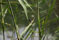 Dateiname=Insekten-Libelle-20080607-215.jpg
Dateigröße=124KB
Abmessungen: 880x591
hinzugefügt am: 06. Januar 2016 Insekten-Libelle-20080607-215.jpg