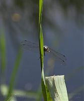 Dateiname=Insekten-Libelle-20080607-217.jpg
Dateigröße=93KB
Abmessungen: 735x880
hinzugefügt am: 06. Januar 2016 Insekten-Libelle-20080607-217.jpg