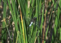 Insekten-Libelle-20080608-163.jpg