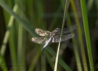Dateiname=Insekten-Libelle-20080608-164.jpg
Dateigröße=117KB
Abmessungen: 880x635
hinzugefügt am: 06. Januar 2016 Insekten-Libelle-20080608-164.jpg