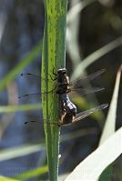 Dateiname=Insekten-Libelle-20080609-193.jpg
Dateigröße=126KB
Abmessungen: 592x880
hinzugefügt am: 06. Januar 2016 Insekten-Libelle-20080609-193.jpg