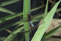 Dateiname=Insekten-Libelle-20080609-198.jpg
Dateigröße=120KB
Abmessungen: 880x592
hinzugefügt am: 06. Januar 2016 Insekten-Libelle-20080609-198.jpg