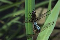 Dateiname=Insekten-Libelle-20080609-199.jpg
Dateigröße=127KB
Abmessungen: 880x592
hinzugefügt am: 06. Januar 2016 Insekten-Libelle-20080609-199.jpg