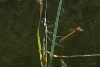 Insekten-Libelle-20080609-200.jpg