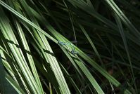 Insekten-Libelle-20080609-201.jpg