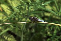 Dateiname=Insekten-Libelle-20080609-207a.jpg
Dateigröße=139KB
Abmessungen: 880x592
hinzugefügt am: 06. Januar 2016 Insekten-Libelle-20080609-207a.jpg