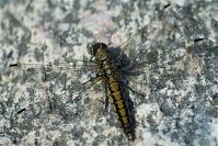 Dateiname=Insekten-Libelle-20100701-66.jpg
Dateigröße=243KB
Abmessungen: 880x588
hinzugefügt am: 06. Januar 2016 Insekten-Libelle-20100701-66.jpg