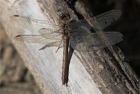 Dateiname=Insekten-Libelle-20101009-35.jpg
Dateigröße=186KB
Abmessungen: 880x588
hinzugefügt am: 06. Januar 2016 Insekten-Libelle-20101009-35.jpg
