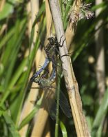 Insekten-Libelle-20130706-105.jpg