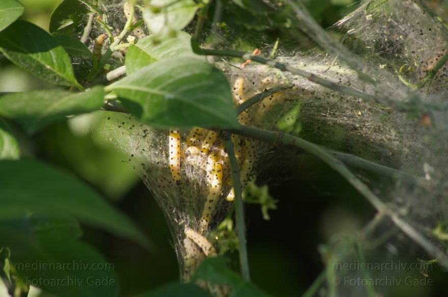 Gespinstmotten. Knospenmotten (Yponomeutidae) Raupen
7. 5. 2014. Berlin. Fauna. Insekten. Raupen. Gespinstmotten. Knospenmotten (Yponomeutidae) an Sträuchern am Nordufer
Schlüsselwörter: Berlin;Fauna;Germany;Gespinstmotten;Insekten;Knospenmotten;Raupen;Tiere;2014;Yponomeutidae