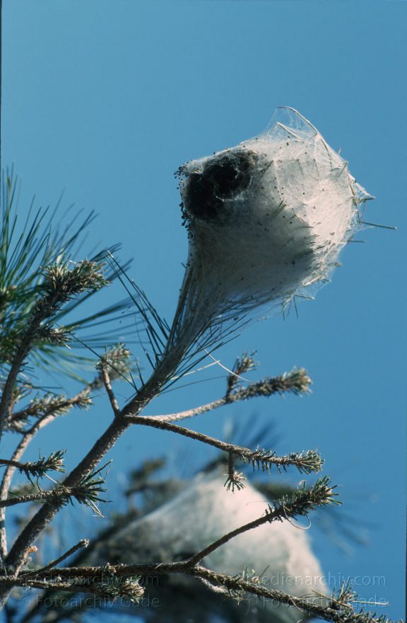 Spanien. Andalusien. Fauna Tiere. Insekten. Mottengespinst an einem Baum - Spain. Andalusia. - España Andalucía
März 1997. Spanien. Andalusien. Sierra Nevada. Fauna Tiere. Insekten. Mottengespinst an einem Baum . Spain. Andalusia. España Andalucía
Schlüsselwörter: Andalucía;Andalusia;Andalusien;Berge;España;Fauna;Gespinst;Insekten;Mottengespinst;Sierra Nevada;Spain;Spanien;1997;Tiere
