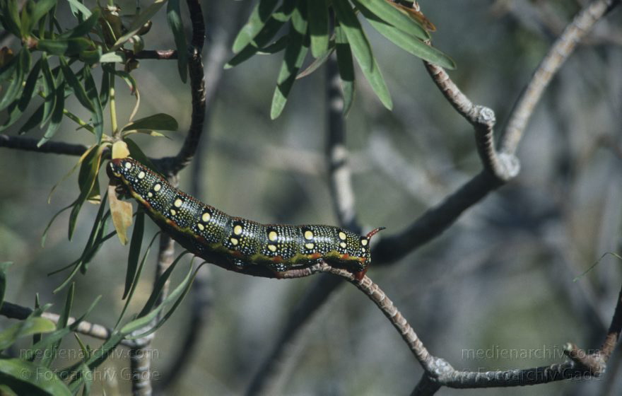 Spanien. Kanarische Inseln. Teneriffa. Raupe
1991. Spanien. Kanarische Inseln. Teneriffa. Fauna. Tiere. Raupe
Schlüsselwörter: Fauna;Insekten;Kanarische Inseln;Raupe;Spanien;Teneriffa;1991;Tiere