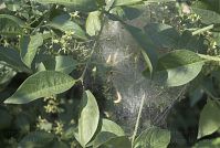 Insekten-Gespinstmotte-20070506-10.jpg