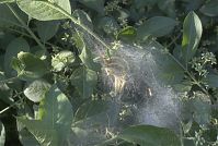 Dateiname=Insekten-Gespinstmotte-20070506-11.jpg
Dateigröße=200KB
Abmessungen: 880x591
hinzugefügt am: 06. Januar 2016 Insekten-Gespinstmotte-20070506-11.jpg