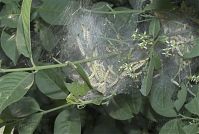 Dateiname=Insekten-Gespinstmotte-20070506-12.jpg
Dateigröße=206KB
Abmessungen: 880x591
hinzugefügt am: 06. Januar 2016 Insekten-Gespinstmotte-20070506-12.jpg