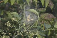 Insekten-Gespinstmotte-20070506-13.jpg
