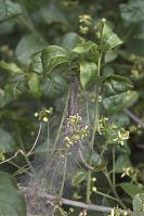 Insekten-Gespinstmotten-20060514-041.jpg