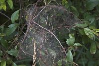 Insekten-Gespinstmotten-20060623-18.jpg