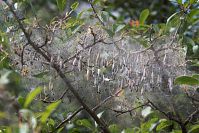 Insekten-Gespinstmotten-20060623-22.jpg