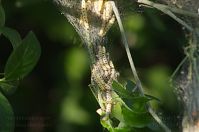 Dateiname=Insekten-Gespinstmotten-20140507-112.jpg
Dateigröße=129KB
Abmessungen: 880x584
hinzugefügt am: 06. Januar 2016 Insekten-Gespinstmotten-20140507-112.jpg