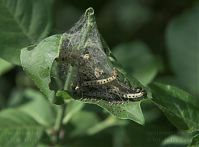 Dateiname=Insekten-Miniermotte-20090501-22.jpg
Dateigröße=137KB
Abmessungen: 880x649
hinzugefügt am: 06. Januar 2016 Insekten-Miniermotte-20090501-22.jpg