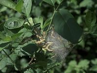 Insekten-Miniermotte-20090501-23.jpg