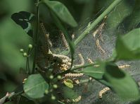 Insekten-Miniermotte-20090501-24.jpg