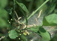 Dateiname=Insekten-Miniermotte-20090501-25.jpg
Dateigröße=164KB
Abmessungen: 880x626
hinzugefügt am: 06. Januar 2016 Insekten-Miniermotte-20090501-25.jpg