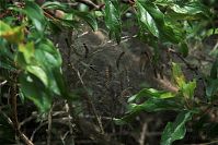 Dateiname=Insekten-Miniermotte-20090610-238.jpg
Dateigröße=207KB
Abmessungen: 880x587
hinzugefügt am: 06. Januar 2016 Insekten-Miniermotte-20090610-238.jpg