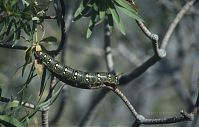 Dateiname=Insekten-Raupe-1991-127.jpg
Dateigröße=142KB
Abmessungen: 880x560
hinzugefügt am: 06. Januar 2016 Insekten-Raupe-1991-127.jpg
