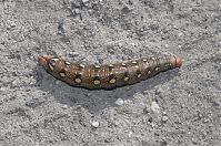 Dateiname=Insekten-Raupe-20060924-026.jpg
Dateigröße=336KB
Abmessungen: 880x581
hinzugefügt am: 06. Januar 2016 Insekten-Raupe-20060924-026.jpg